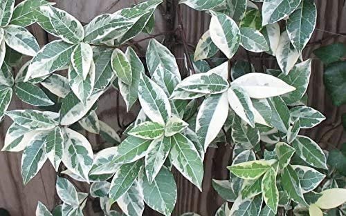 Confederate Jasmine Variegated - Live Plants - Trachelospermum Jasminoides Variegatum - Fragrant Blooming Evergreen Vine