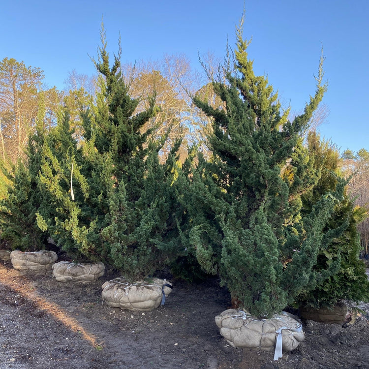 Robusta Green Juniper | Extra Large Gallon Plant | Hardy Evergreen Shrub for Landscapes & Gardens, Ideal for Ground Cover, Topiary, Bonsai, Low Maintenance, Drought Tolerant