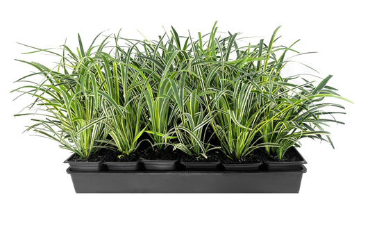 Variegated Liriope | Live Inch Pots | Liriope Muscari Variegata | Ornamental Ground Cover Plants | Evergreen Foliage