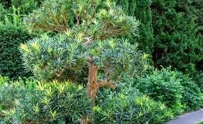 Podocarpus Macrophyllus I Large Gallon Size Plants I Japanese Yew I Live Evergreen Yew Pine - Perfect for Landscaping and Privacy Screens