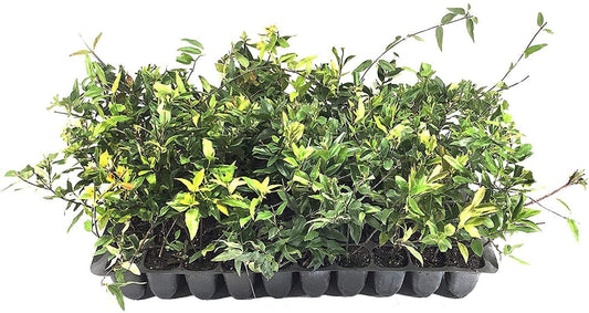 Carolina Jasmine | Live Plants | Gelsemium Sempervirens Jessamine | Fragrant Blooming Vine Foliage