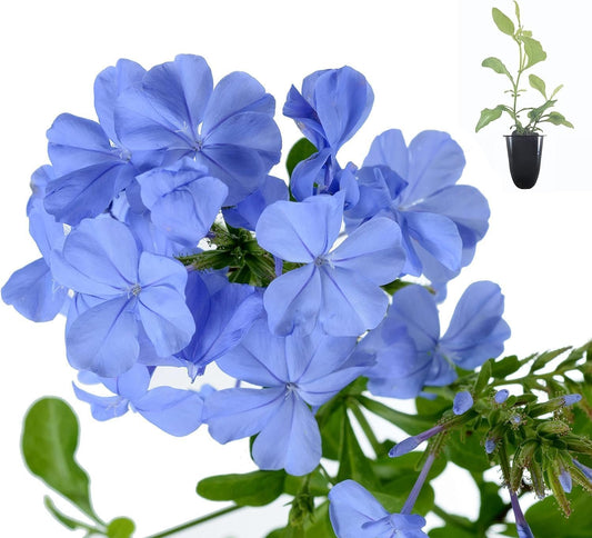 Plumbago Imperial Blue Plants | Live Seedlings | Plumbago Auriculata | Perfect for Bright Garden Displays | Hardy & Low Maintenance