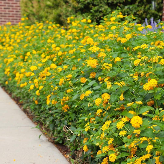 Lantana New Gold I Large Gallon Size Plants I Verbenaceae Camara I Live Vibrant Golden Yellow Flowers, Heat and Drought Tolerant, Ideal for Borders and Hanging Baskets