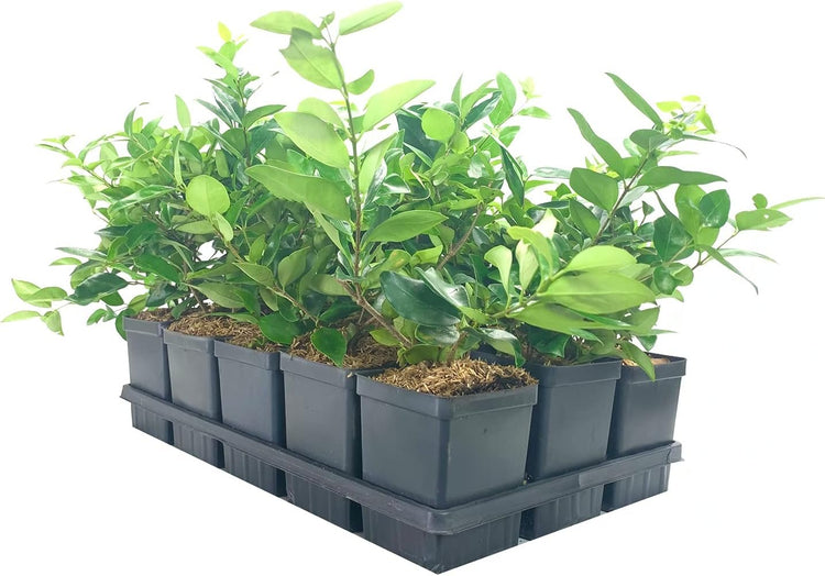 Ligustrum Waxleaf Privet - Live Quart Size Plants - Blooming Evergreen Privacy Hedge