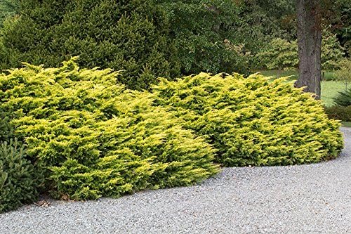 Saybrook Gold Juniper - 60 Live Plants - Drought Tolerant Cold Hardy Evergreen