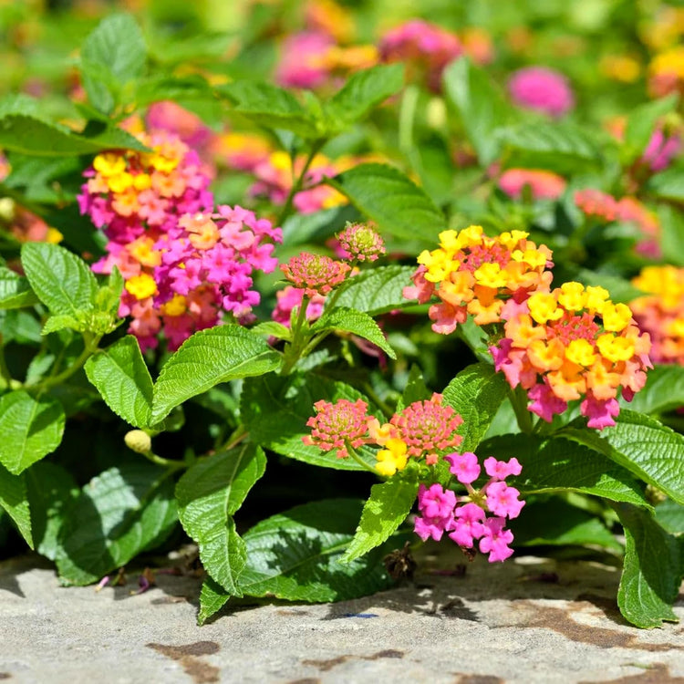 Lantana Confetti | Live Plants | Lantana Camara | Colorful Garden Shrub | Drought Tolerant Perennial Plants