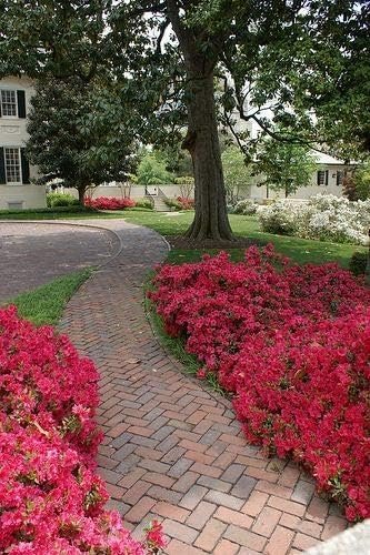 Red Ruffle Azalea | Live Seedlings | Rhododendron 'Red Ruffle' | Perfect for Colorful Vibrant Gardens | Hardy & Easy to Grow