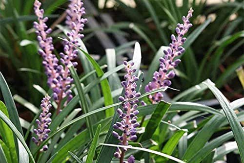 Super Blue Lilyturf - Liriope Muscari - 1 Live 4 Inch Pot - Drought Tolerant Low Maintenance Groundcover Plants