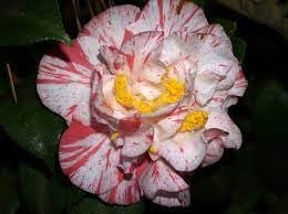 Camellia Japonica Rebel Yell I Extra Large Gallon Plants I White and Pink Stripe Flowering Lush Pink Blooms, Live Plant for Gardens & Patios