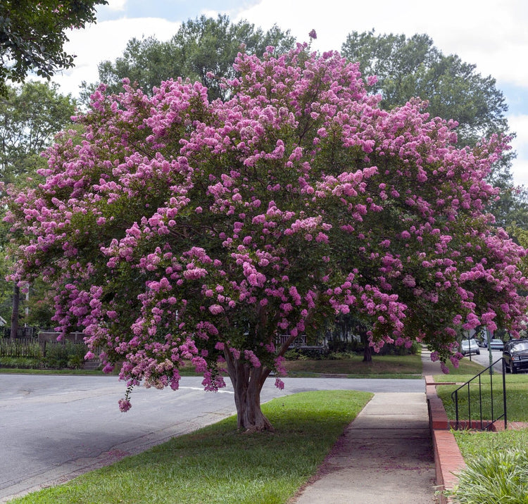 Crape Myrtle Twilight | Live Plants | Deep Purple Blooms, Premium Live Plant, Ornamental Garden Centerpiece for Stunning Seasonal Displays