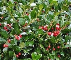 Dwarf Burfordi Holly Ilex | Extra Large 3 Gallon Plants | Ilex cornuta 'Dwarf Burfordi' | Lush Evergreen Shrub | Ideal for Borders and Hedges