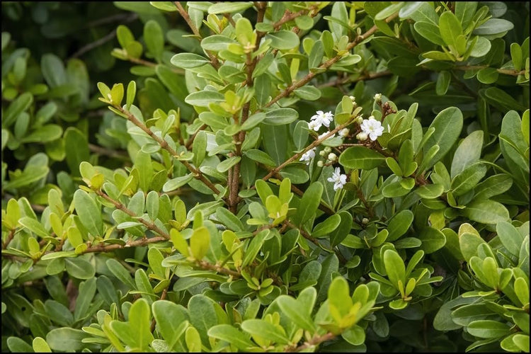 Viburnum Densa | Extra Large Gallon Plant | Viburnum Odoratissimum 'Densa' | Lush Landscape Addition | Hardy Shrub