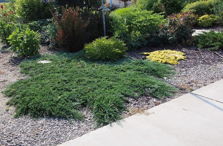 Blue Rug Juniper - Live 4 Inch Plants - Juniperus Horizontalis 'Wiltonii' - Drought Tolerant Cold Hardy Evergreen