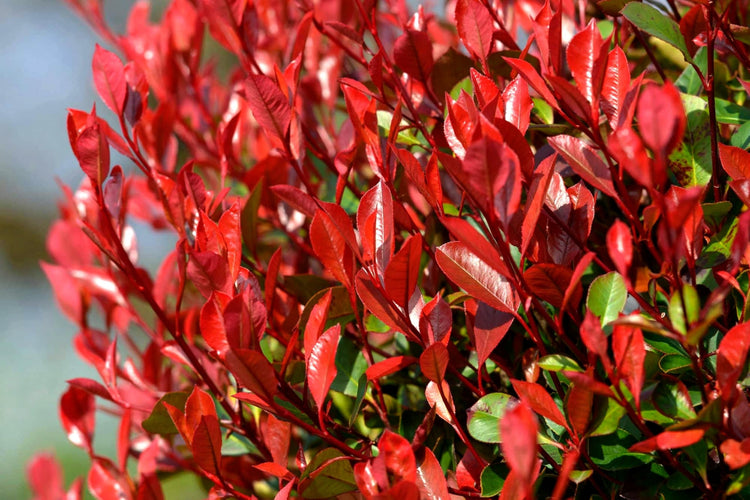 Photinia Red Tip - Live Plants - Photinia x Fraseri - Evergreen Landscape Shrub