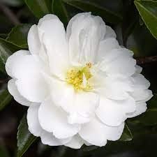 Camellia Sasanqua Mine-No-Yuki I Extra Large Gallon Plants I White Flowering Snow-White Blooms, Live Plant for Gardens & Landscapes, Winter Blooming Elegance for Year-Round Greenery