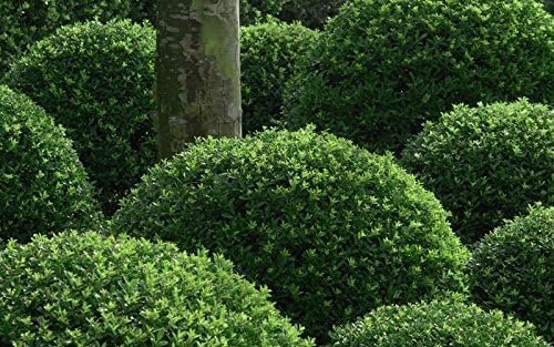 Soft Touch Compact Japanese Holly | Live Plants | Ilex crenata | Low Maintenance Evergreen Shrub