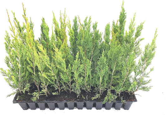 Spartan Juniper - Live Trees - Juniperus Chinensis - Evergreen Screening Planting