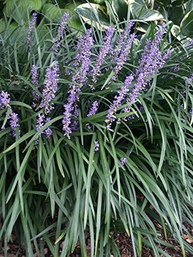 Big Blue Liriope Plants | Live 4 Inch Pots | Liriope Muscari 'Big Blue' | Hardy Ground Cover | Shade Tolerant Grass