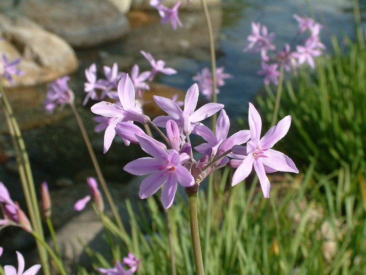 Society Garlic - Live Plants - Tulbaghia Violacea - Butterfly Attracting Flowers