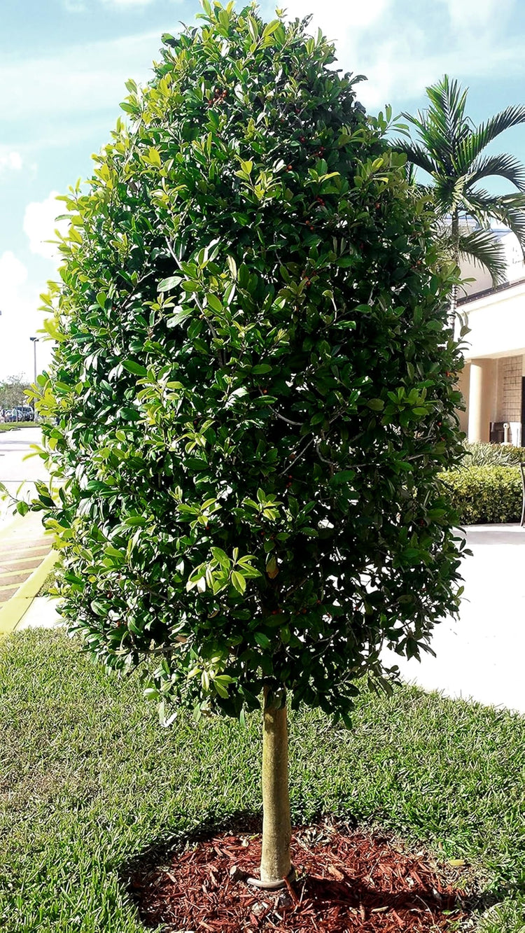 Dahoon Holly Tree | Live Plants | Ilex Cassine | Beautiful Red Berries | Screening Hedge Privacy Foliage