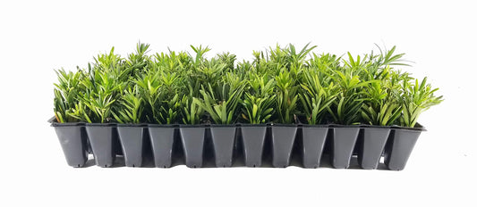 Dwarf Podocarpus Macrophyllus Pringles - Live Plants - Dense Evergreen Low Hedge or Bonsai