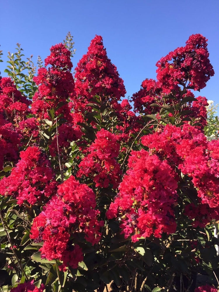 Double Feature Red Crape Myrtle | Live Plants | Lagerstroemia Indica 'Double Feature' | Stunning Summer Blooms | Drought Tolerant & Low Maintenance