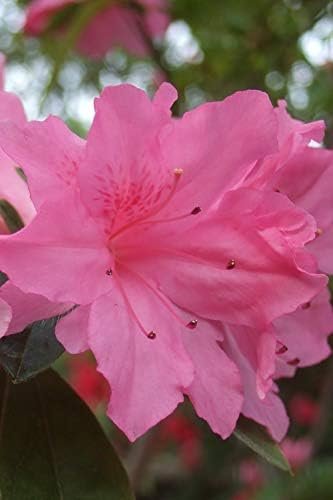 Azalea Pink Ruffle - Live Plants - Pink Flowering Rhododendron Shrub