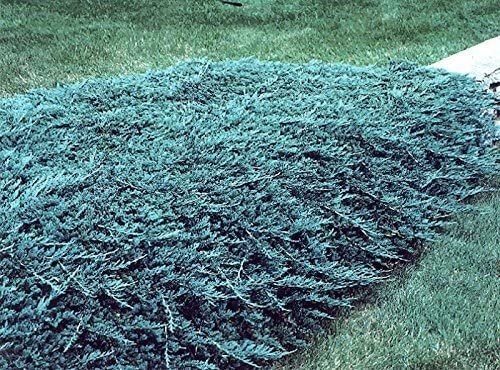 Blue Rug Juniper - Live 4 Inch Plants - Juniperus Horizontalis 'Wiltonii' - Drought Tolerant Cold Hardy Evergreen