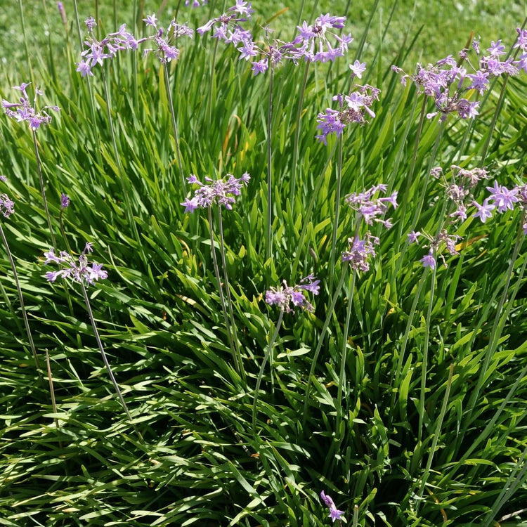 Society Garlic | Large Gallon Size Plant I Tulbaghia Violacea I Live Fragrant Purple Blooms & Edible Leaves, Easy-Care, Drought-Resistant Outdoor Herb