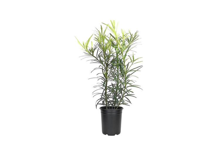 Podocarpus Macrophyllus - Live Plants - 4" Pots Japanese Yew Live Plants Evergreen Privacy Hedge