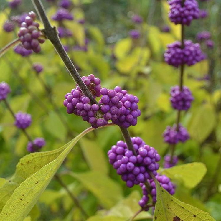 American Beautyberry | Live Plants | Callicarpa Americana | Bird Attracting Beautiful Berries and Foliage