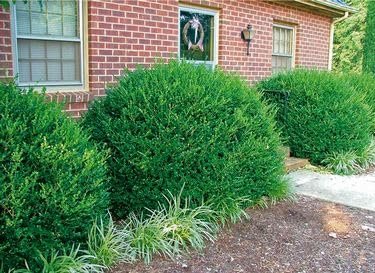 Wintergreen Boxwood | Live Quart Size Plants | Dense Evergreen Foliage, Cold-Hardy & Ideal for Year-Round Landscaping, Elegant Border & Hedge Plant, Live Shrub