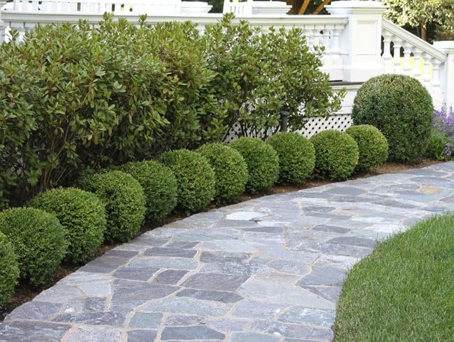 Wintergreen Boxwood | Live Quart Size Plants | Dense Evergreen Foliage, Cold-Hardy & Ideal for Year-Round Landscaping, Elegant Border & Hedge Plant, Live Shrub