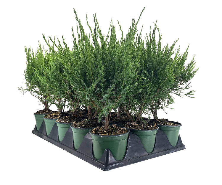 Sea Green Juniper - Live Inch Pots - Juniperus Chinensis - Drought Tolerant Cold Hardy Evergreen Border Screening Plant