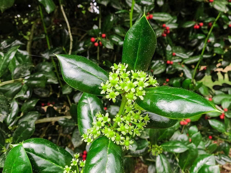 Dwarf Burford Holly | Live Quart Size Plants | Ilex Burfordi Evergreen Hedge Red Berries Shrub Tree