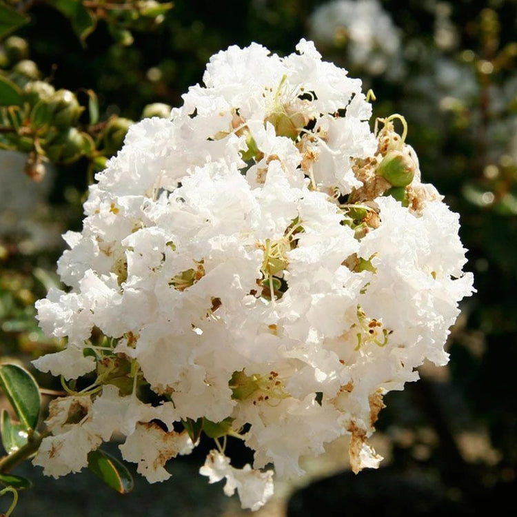 Crape Myrtle Natchez Plant | Large Gallon Size Pots | Lagerstroemia Indica | Ornamental Garden Flowering Tree | White Blooms