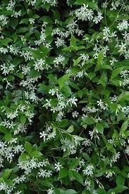 Confederate Jasmine Plants | Live 4 Inch Pots | Trachelospermum Jasminoides | Flowering Vine | Outdoor Garden