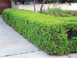 Japanese Boxwood | Extra Large Gallon Plants | Dense & Evergreen Shrub, Ideal for Elegant Hedges, Topiary, Borders, and Landscape Design, Hardy & Drought Tolerant