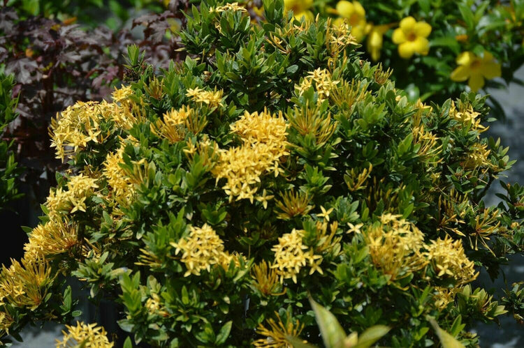 Ixora Yellow | Extra Large Gallon Plants | Ixora chinensis | Bright Garden Highlight | Sun-Loving Tropical Shrub