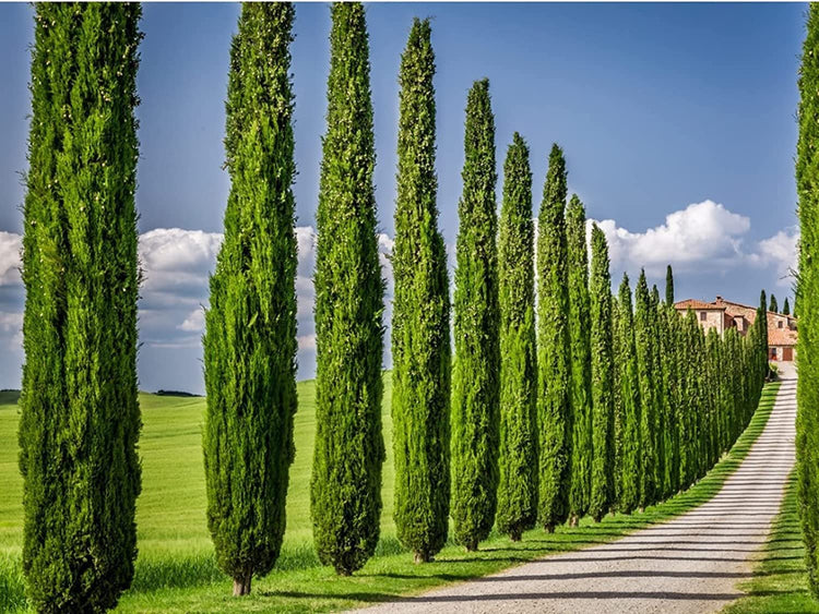 Italian Cypress Tree | Live 4 Inch Pots | Cupressus Sempervirens | Formal Elegant Mediterranean Style Plants