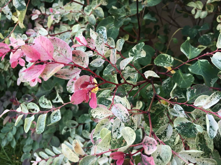 Breynia Disticha Roseopicta Snowbush | Live Plants | Ornamental Shrub, Perfect for Indoor & Outdoor Landscaping | Drought Tolerant, Low-Maintenance, Easy-to-Grow Plant