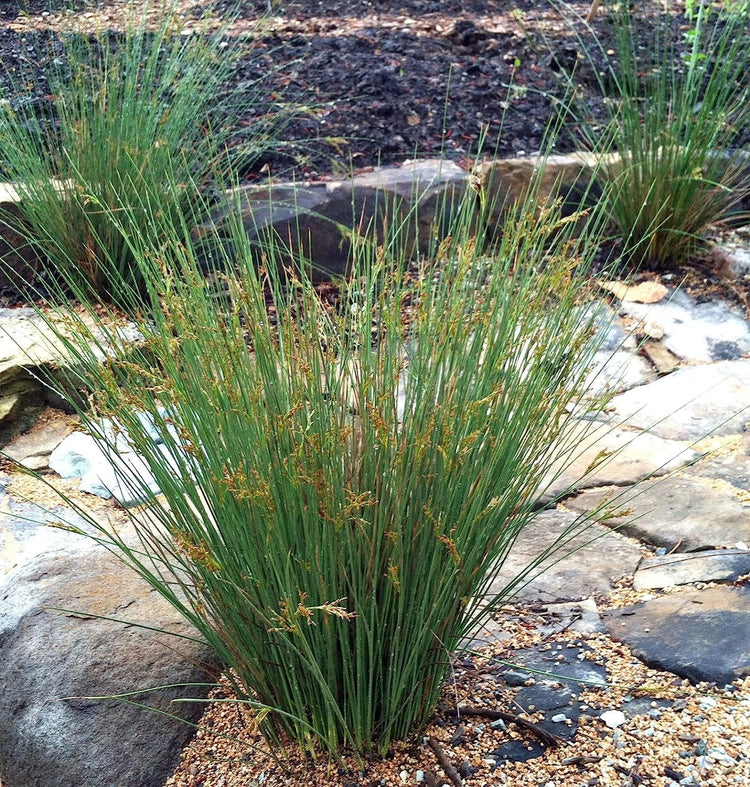 Blue Arrows Rush Grass | Live Gallon Size Plants | Juncus Inflexus | Drought Tolerant Low Maintenance Ornamental