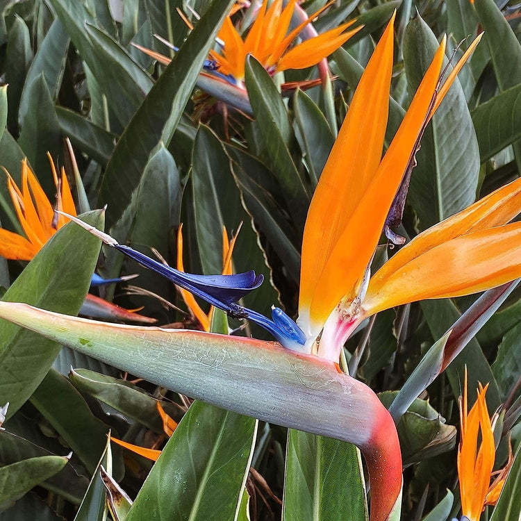 Orange Bird of Paradise - Strelitzia Reginae - Large Live Plants - Tropical Perennial Blooming Specimen