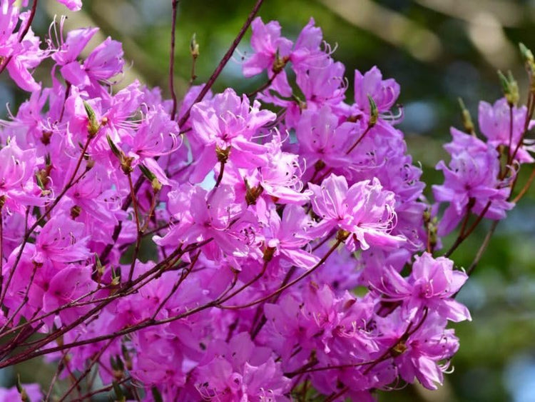 Purple Formosa Azalea | Live Plants | Rhododendron Formosum | Lush Flowering Shrub | Hardy Garden Landscape Accent | Vibrant Spring Blooms