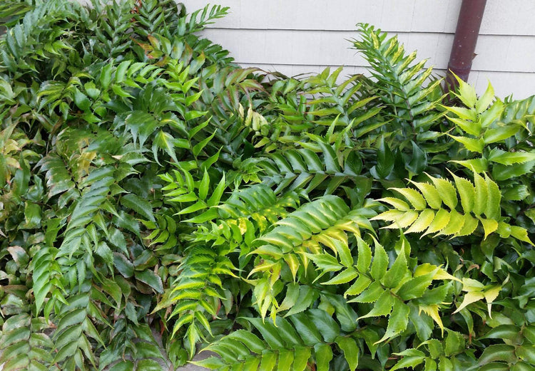 Japanese Holly Fern - Live Plants - Cyrtomium Falcatum Rochfordianum