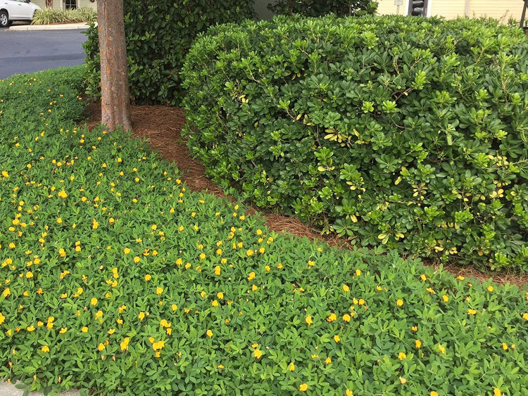 EcoTurf Perennial Peanut Grass - Live Plants - Arachis Glabrata - Drought Tolerant Low Maintenance Ground Cover