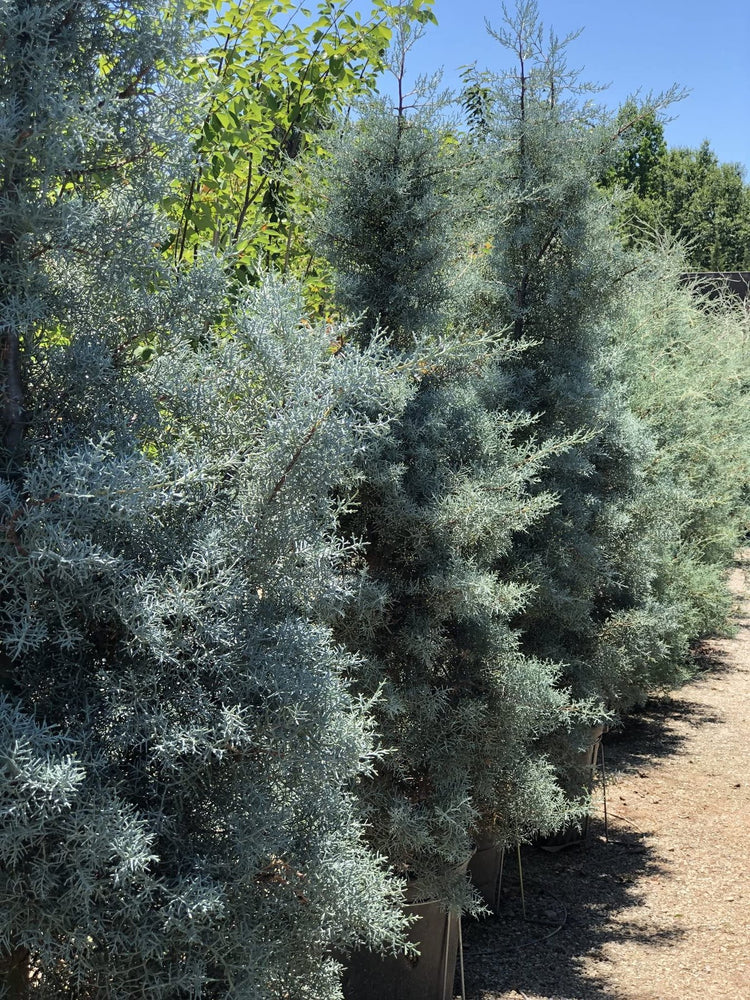 Arizona Blue Ice Cypress | Large Gallon Size Trees | Cupressus Plants | Beautiful Evergreen Low Maintenance Cold Hardy Privacy Screen