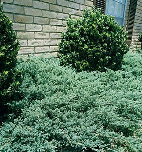 Green Sargent Juniper - Live Plants - Juniperus Chinensis - Drought Tolerant Cold Hardy Evergreen Ground Cover