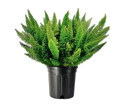 Foxtail Fern | 3 Extra Large 3 Gallon Plants | Asparagus densiflorus 'Meyersii' | Lush Texture | Architectural Greenery