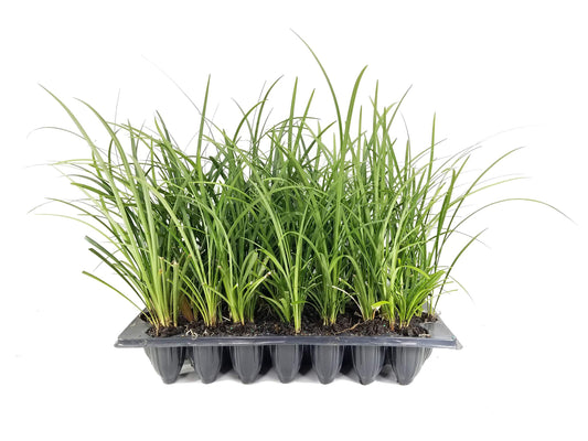 Evergreen Giant Liriope Muscari - Live Plants - Drought Tolerant Low Maintenance Evergreen Groundcover Grass